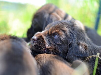 Upcoming Pudelpointer Litters!