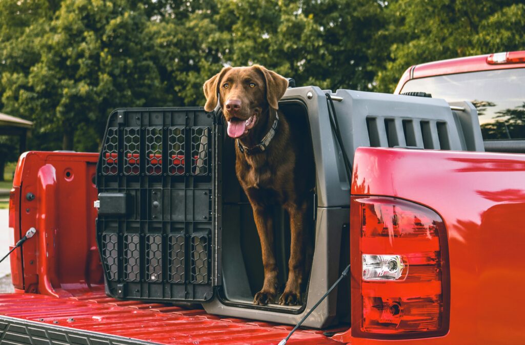 Dog boarding in Yukon Oklahoma.