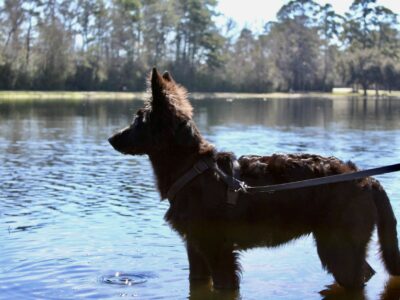 Texas Made German Shepherds