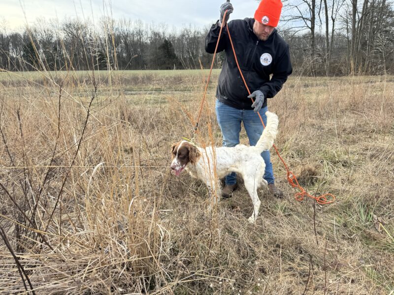 English Setter Male - Field Trial lines