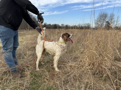 English Setter Male - Field Trial lines
