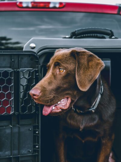Hunting Dog Boarding