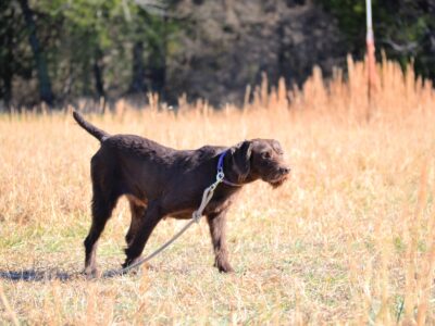 Bowman's Gun Dog Training Program