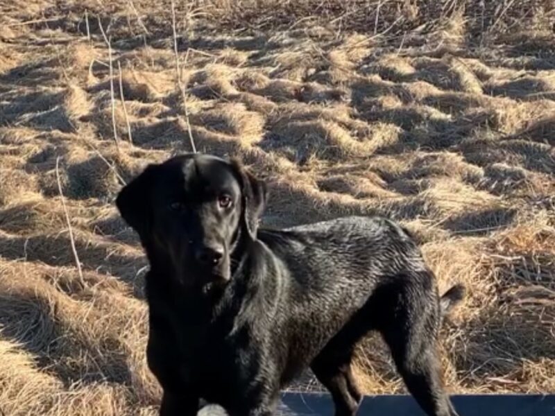 Big Murph's Duck Dogs