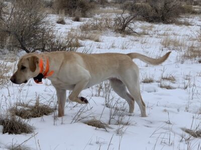 AKC/APLA Pointing Lab Puppies For Sale
