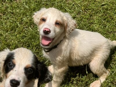 English Setter Puppies