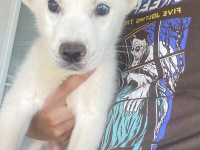 **Husky/ Labrador Mixed**