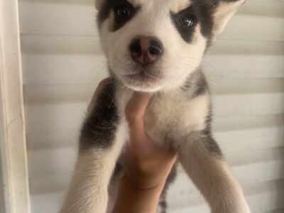 **Adorable Female Husky Pup - Your New Best Friend Awaits!
